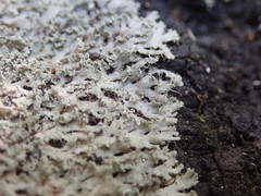 Heterodermia spathulifera