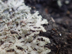 Heterodermia spathulifera