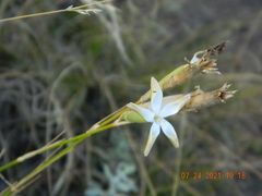 Dianthus leptopetalus