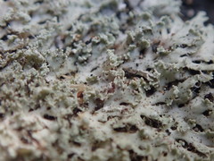 Heterodermia spathulifera