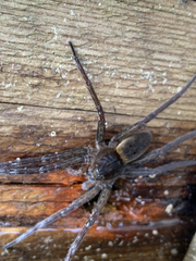 Dolomedes plantarius