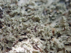 Heterodermia spathulifera