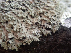 Heterodermia spathulifera