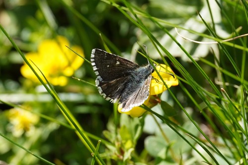 Dusky Grizzled Skipper