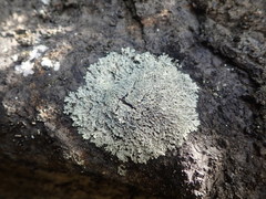 Heterodermia spathulifera