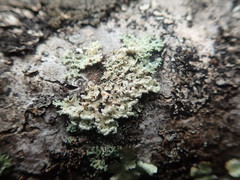 Heterodermia spathulifera