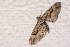 Eupithecia sinuosaria