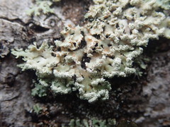 Heterodermia spathulifera