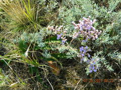 Limonium gmelinii