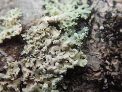 Heterodermia spathulifera
