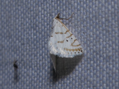 Patissa fulvosparsa