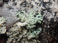 Heterodermia spathulifera