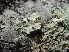 Heterodermia spathulifera
