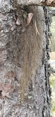 Usnea barbata
