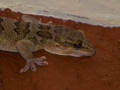 Hemidactylus maculatus