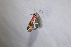 Stamnodes fervefactaria