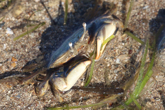 Macrophthalmus