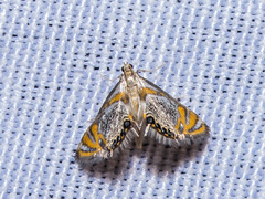 Nymphicula