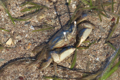 Macrophthalmus