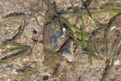 Macrophthalmus