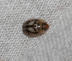 Peltoschema hamadryas