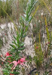 Grevillea baueri