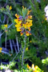 Oxylobium ellipticum