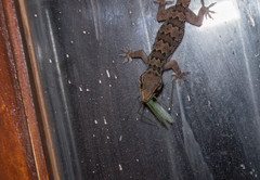 Hemidactylus maculatus
