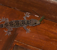 Hemidactylus maculatus