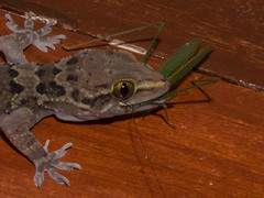 Hemidactylus maculatus