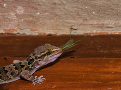 Hemidactylus maculatus
