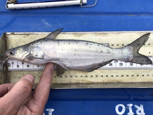 Blue catfish (Ictalurus furcatus) — Ictaluridae — 2