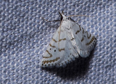 Patissa fulvosparsa