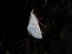 Patissa fulvosparsa
