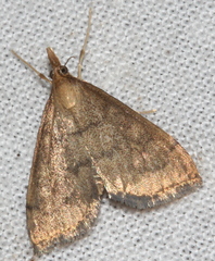 Metasia dicealis