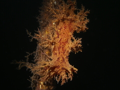 Dendronotus europaeus