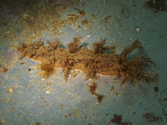 Dendronotus europaeus