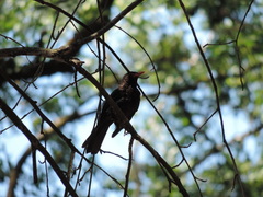 Turdus merula