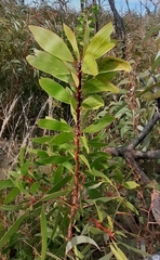 Persoonia levis