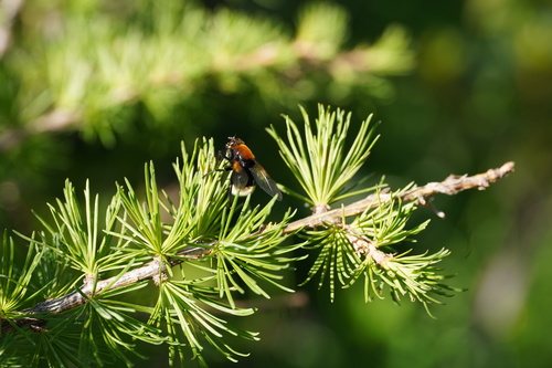 Photo of moustached fly (Mesembrina mystacea)