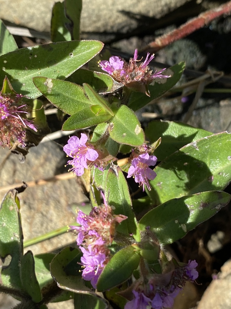 Ammannia radicans (Ammannia radicans)