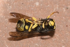 Euodynerus posticus