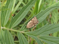 Cryptocala chardinyi