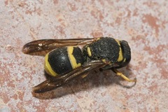 Euodynerus posticus