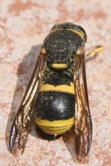 Euodynerus posticus
