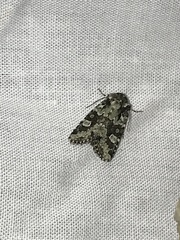 Lacinipolia strigicollis