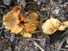 Gymnopilus lepidotus