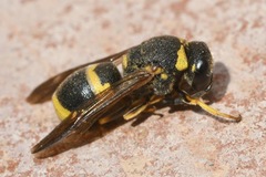 Euodynerus posticus