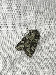 Lacinipolia strigicollis