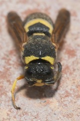 Euodynerus posticus
